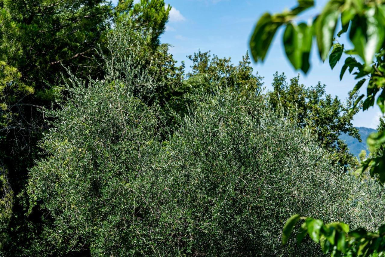 סן פליס דל בנאקו Agriturismo Le Chiusure מראה חיצוני תמונה
